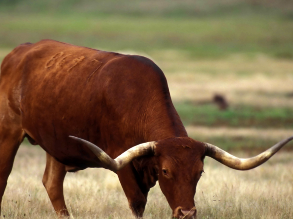 Texas Longhorn