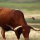 Texas Longhorn