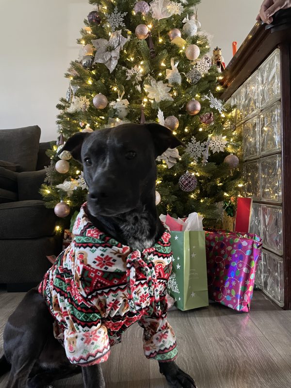 Dog’s Christmas Sweater