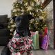 Dog’s Christmas Sweater