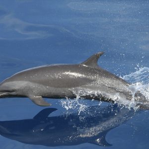Gulf Coast Porpoise